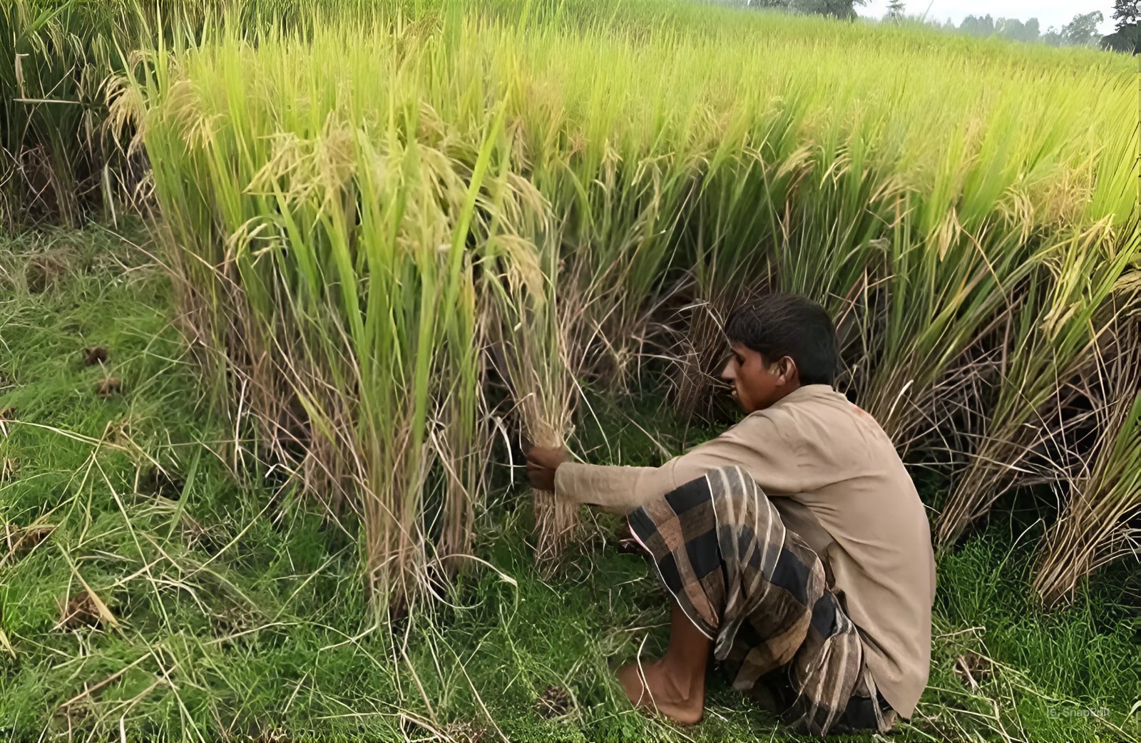 farmer